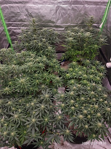 Growreport Bild 5