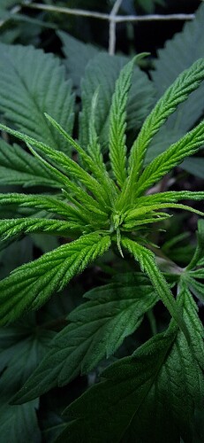 Growreport Bild 8