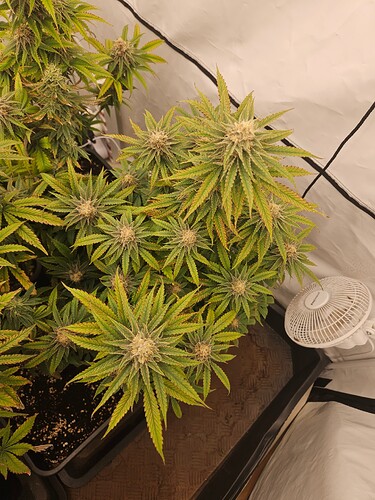Growreport Bild 12