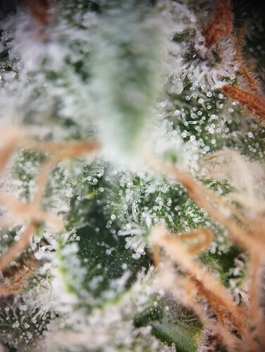 IMG_20250310_123238 - Kopie