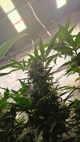 Growreport Bild 6