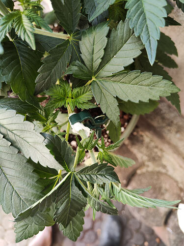 1000079986