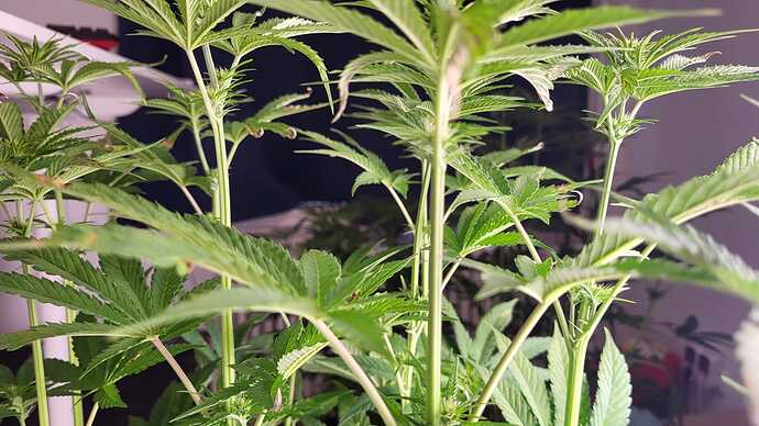 Growreport Bild 19