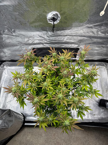 Growreport Bild 27