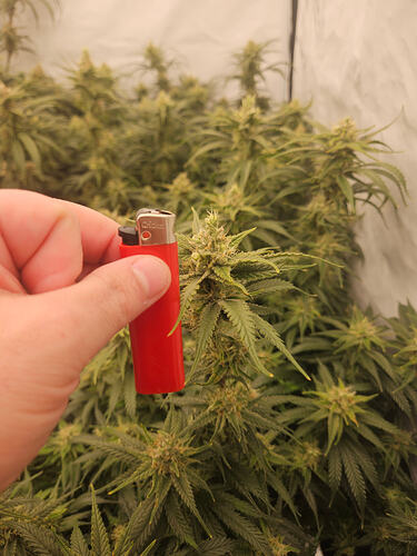 Growreport Bild 5