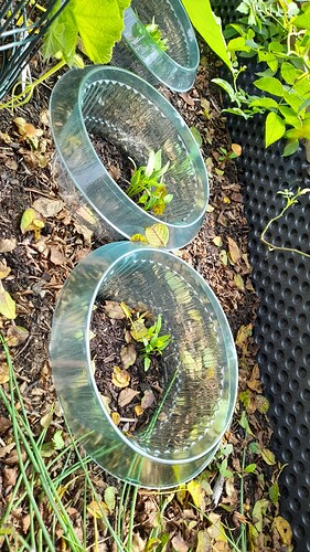Growreport Bild 39