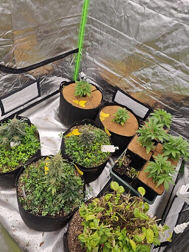 Growreport Bild 3