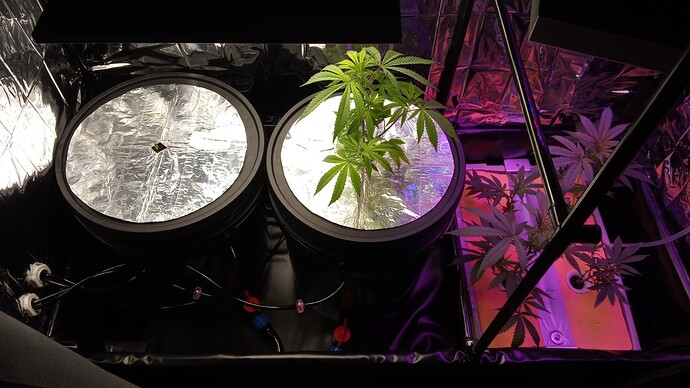 Growreport Bild 1