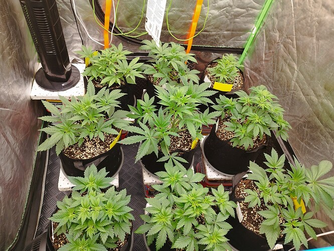 Mehrere junge Cannabispflanzen in schwarzen Töpfen, die in einer Growbox wachsen. Ein Ventilator steht links im Bild.