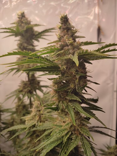 Growreport Bild 5
