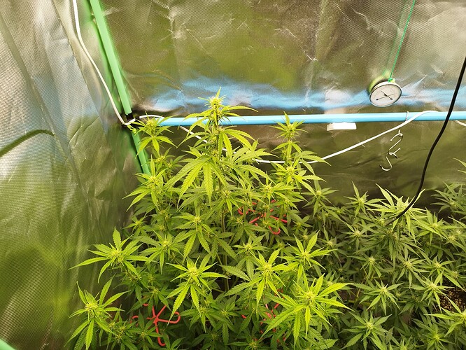 Growreport Bild 3