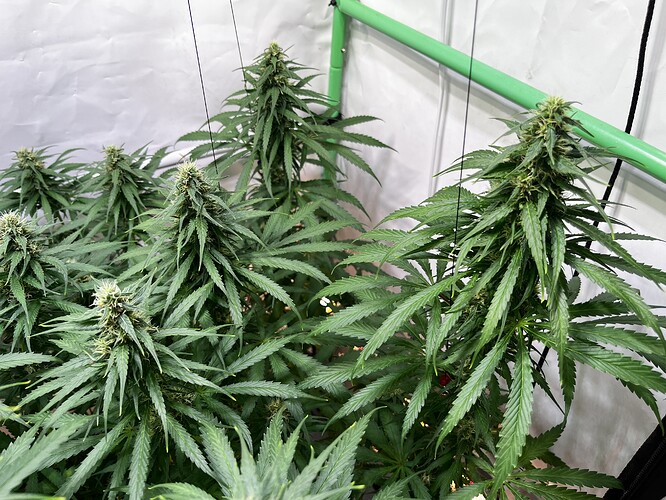 Growreport Bild 5