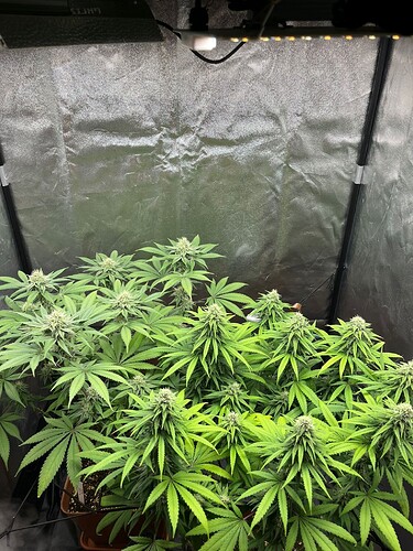 Growreport Bild 1