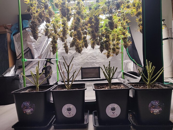 Growreport Bild 134