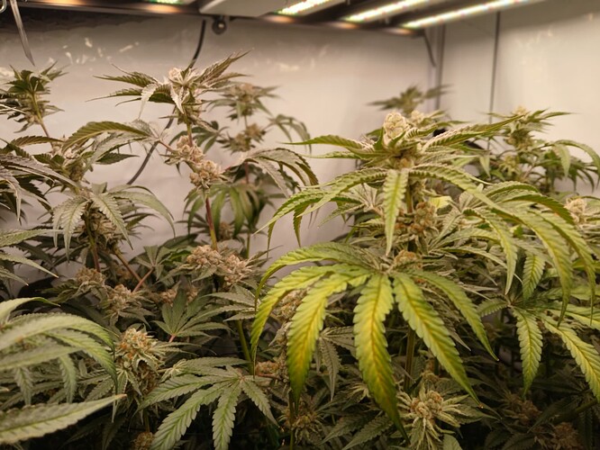 Growreport Bild 5