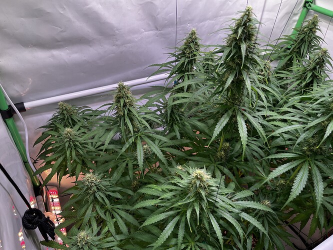 Growreport Bild 4
