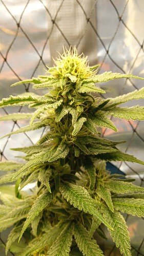 Growreport Bild 9