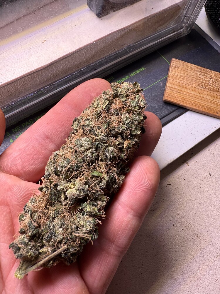 One Poodle, 12 Cups – GrowPorn uncensored