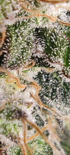 Growreport Bild 26