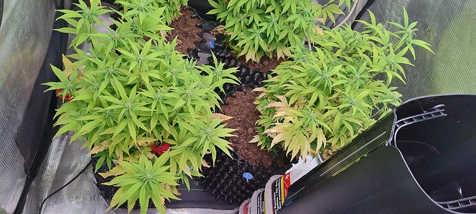 IMG_20251115_200355134_HDR