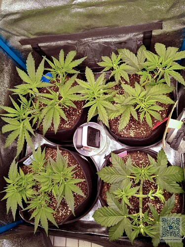 Growreport Bild 5