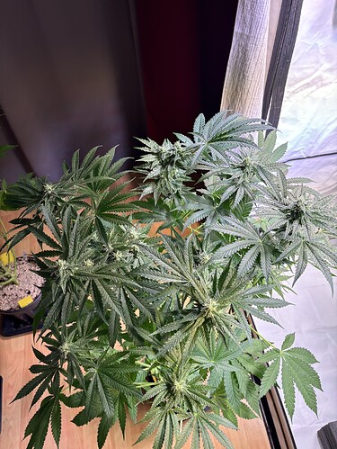 Growreport Bild 45