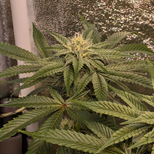 Growreport Bild 8