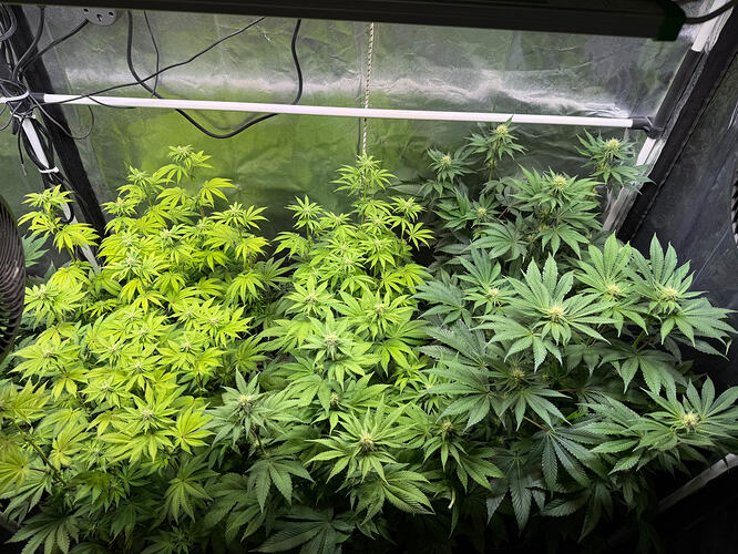 Growreport Bild 47