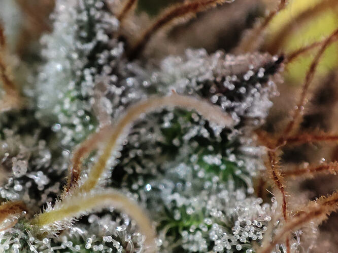 Growreport Bild 55