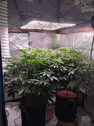 IMG_20250119_193249 - Kopie