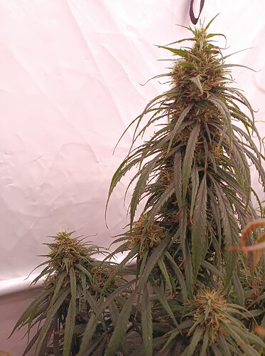 Growreport Bild 25