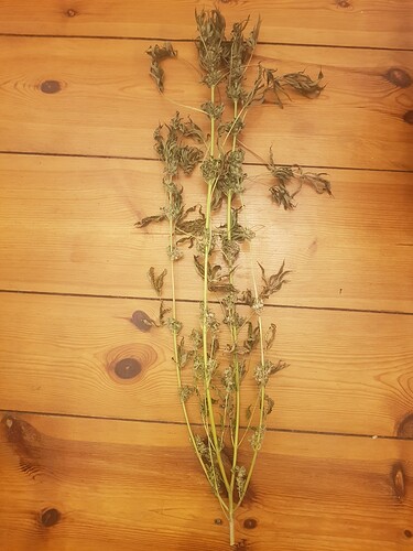 Nothern Lights getrocknet