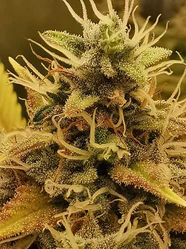 Growreport Bild 16