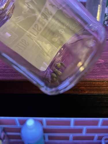 Nahaufnahme von Cannabissamen in einer durchsichtigen Verpackung.