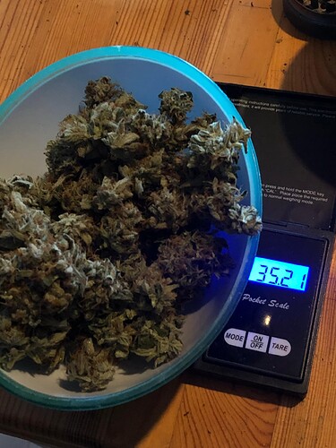 Growreport Bild 72
