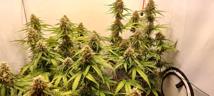 Growreport Bild 1