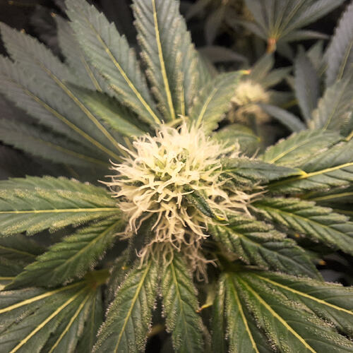 Growreport Bild 10