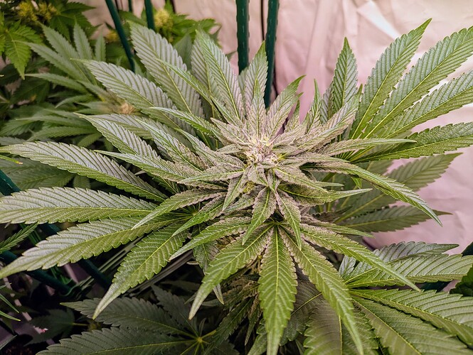 Growreport Bild 10