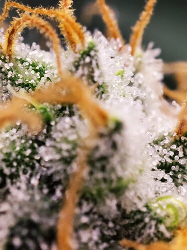 Growreport Bild 15