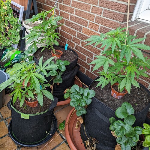 PXL_20240616_172054822