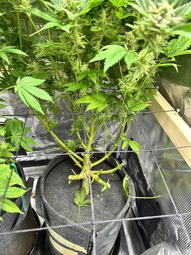 Eine Cannabis-Pflanze in der Blütephase, die in einem grauen Stofftopf steht. Die Pflanze hat mehrere Stiele und zeigt deutliche Anzeichen von Blütenbildung.