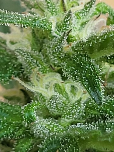 Growreport Bild 16