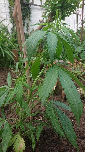 Growreport Bild 13