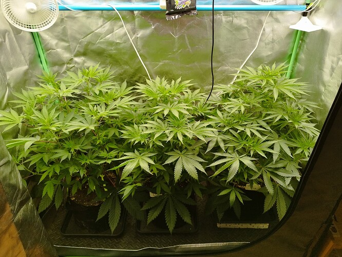 Growreport Bild 2