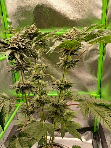 Growreport Bild 11