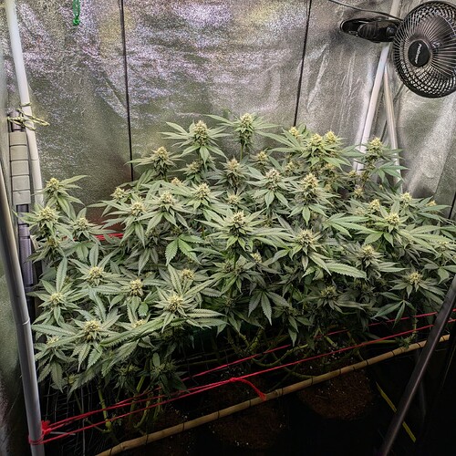 Growreport Bild 8