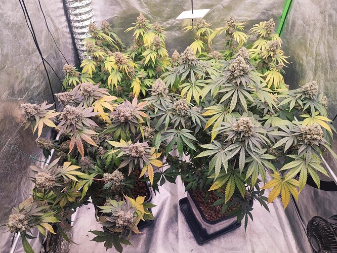 Growreport Bild 101