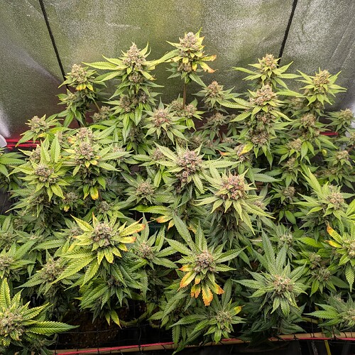 Growreport Bild 6