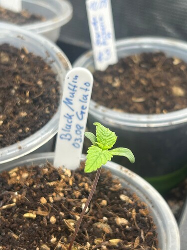 Growreport Bild 34