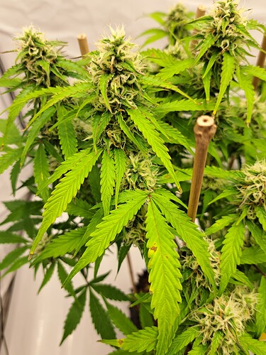 Growreport Bild 46